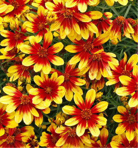 COREOPSIS FIREFLY