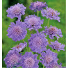 BUTTERFLY BLUE