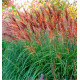 MISCANTHUS RED CHIEF