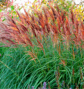 MISCANTHUS RED CHIEF