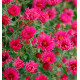 ASTER D’AUTOMNE ROYAL RUBY