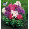 PHLOX PANICULATA EN MELANGE