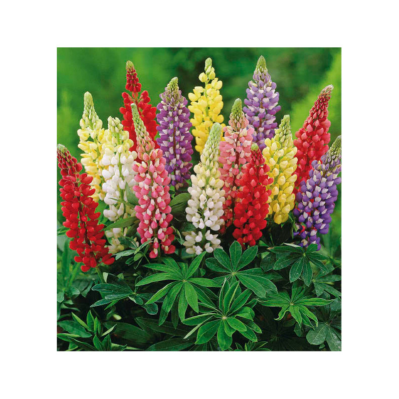 100 Graines De Lupin De Russell - Mélange De Couleurs Vives (bleu, Rose, Rouge, Jaune...), Pour Massifs Vivaces