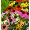 ECHINACEA PARADISO TALL