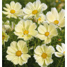 COSMOS XANTHOS