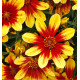 COREOPSIS FIREFLY