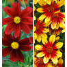 CB 4 COREOPSIS : 2 RED ELF + 2 FIREFLY