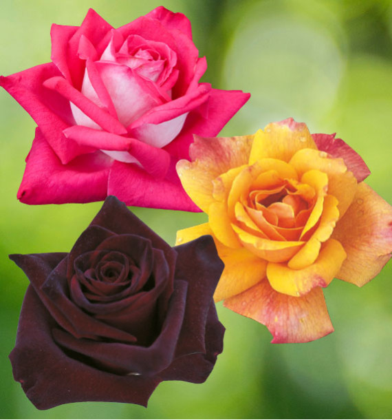 COLIBRIANT 3 ROSIERS BUISSONS : 1 ROSE GAUJARD + 1SUTTER'S GOLD + 1 BLACK BACCARA®