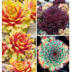 COLIBRIANT 3 SEMPERVIVUM CHICK CHARMS® :1 GOLD NUGGET + 1 CHOCOLATE KISS + 1 MINT MARVEL