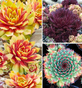 COLIBRIANT 3 SEMPERVIVUM CHICK CHARMS® :1 GOLD NUGGET + 1 CHOCOLATE KISS + 1 MINT MARVEL