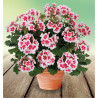 GERANIUM ZONALE MOJO® WHITE SPLASH