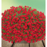 CALIBRACHOA ALOHA KONA DARK RED