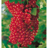 GROSEILLIER A GRAPPES JUNIFER