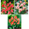 COLIBRIANT 30 TULIPES BOTANIQUES PLURIFLORES : 10 TORONTO + 10 QUEBEC + 10 ORANGE TORONTO