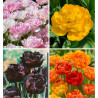 CB 34 TULIPES A FLEURS DE PIVOINE : 8 FINOLA+10 YELLOW POMPONETTE + 8 BLACK HERO + 8 SUN LOVER