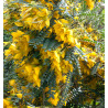 SOPHORA SUN KING® Hilsop