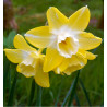 NARCISSE JONQUILLE PIPIT