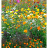 FLEURS POUR LIMITER LES PUCERONS
