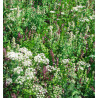 FLEURS ANTI MOUSTIQUES