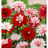 DAHLIA DECORATIF PACIFIC TIME