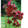 PENSTEMON BLACKBIRD