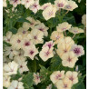 PHLOX ANNUEL CRÈME BRULÉE