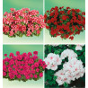COLIBRIANT 4 GERANIUMS LIERRES DOUBLES