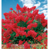 LILAS DES INDES DYNAMITE