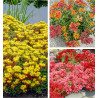 COLIBRIANT 9 SEDUMS : 3 SEDUMS OREGANUM + 3 SEDUMS SPURIUM COCCINEUM + 3 SEDUMS KAMTSCHATICUM VARIEGATUM