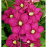 clématite SUCCESS® MAGENTA Tra73