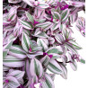 TRADESCANTIA NANOUK