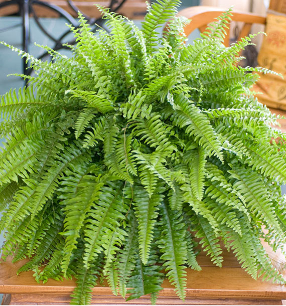 NEPHROLEPIS EXALTATA Plante En Ligne NEPHROLEPIS EXALTATA Plante En Ligne