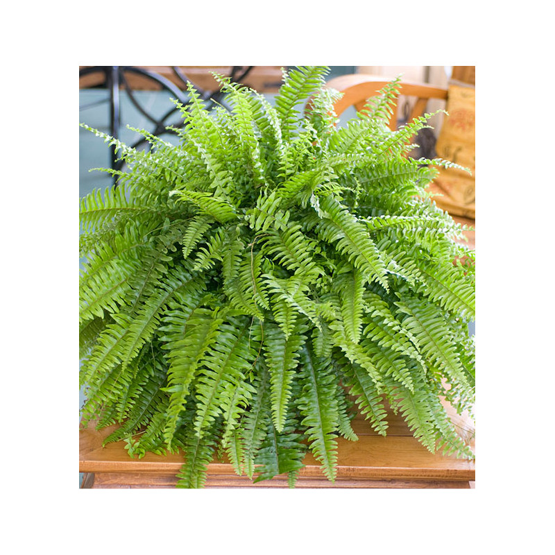 NEPHROLEPIS EXALTATA Plante En Ligne NEPHROLEPIS EXALTATA Plante En Ligne