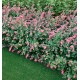 SYMPHORINE MAGIC BERRY®