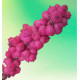 SYMPHORINE MAGIC BERRY®