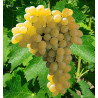 VIGNE SULTANINE (Blanc sans pépins)