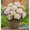 HYDRANGEA MACROPHYLLA REMBRANDT® ELEGANT ROSA