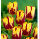 TULIPE TRIOMPHE HELMAR