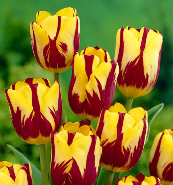 TULIPE TRIOMPHE HELMAR