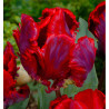 TULIPE PERROQUET SUPER PARROT