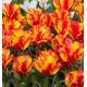 TULIPE BOTANIQUE GREIGII KIEV