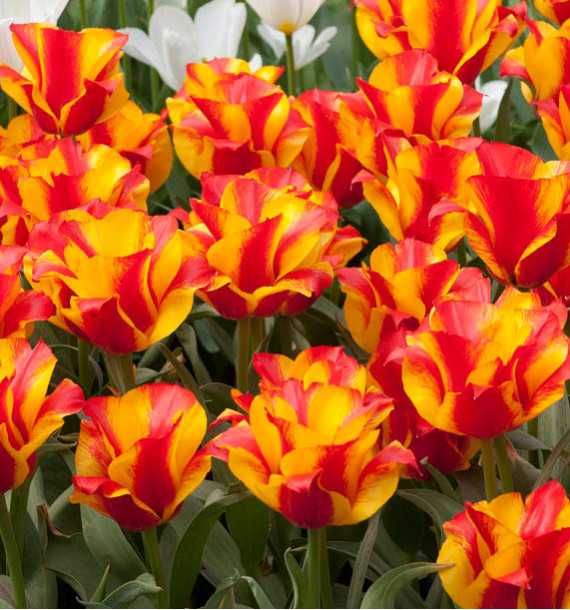 TULIPE BOTANIQUE GREIGII KIEV
