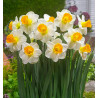 NARCISSE ORANGE SUNSET