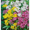 AIL DES FLEURISTES