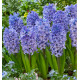 JACINTHE DELFT BLUE