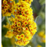 BUDDLEIA SUNGOLD