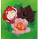 COLIBRIANT 3 ROSIERS BUISSONS : 1 DOUBLE DELIGHT + 1 BLACK BACCARA + 1 MAMIE DO