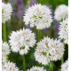 ALLIUM GRACEFULL BEAUTY