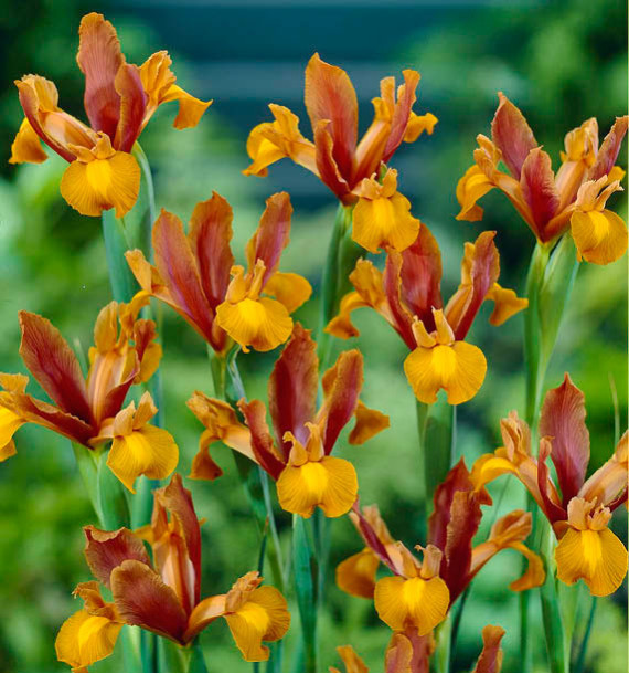 IRIS DE HOLLANDE AUTUMN PRINCESS