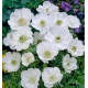 ANEMONES DE CAEN THE BRIDE